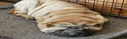 Shar Pei perros en venta: LOS MEJORES Y MAS SANOS SHARPEI en Málaga - Anuncio 6