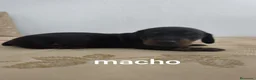 Teckel perros en venta: Teckel miniatura  - Anuncio 5