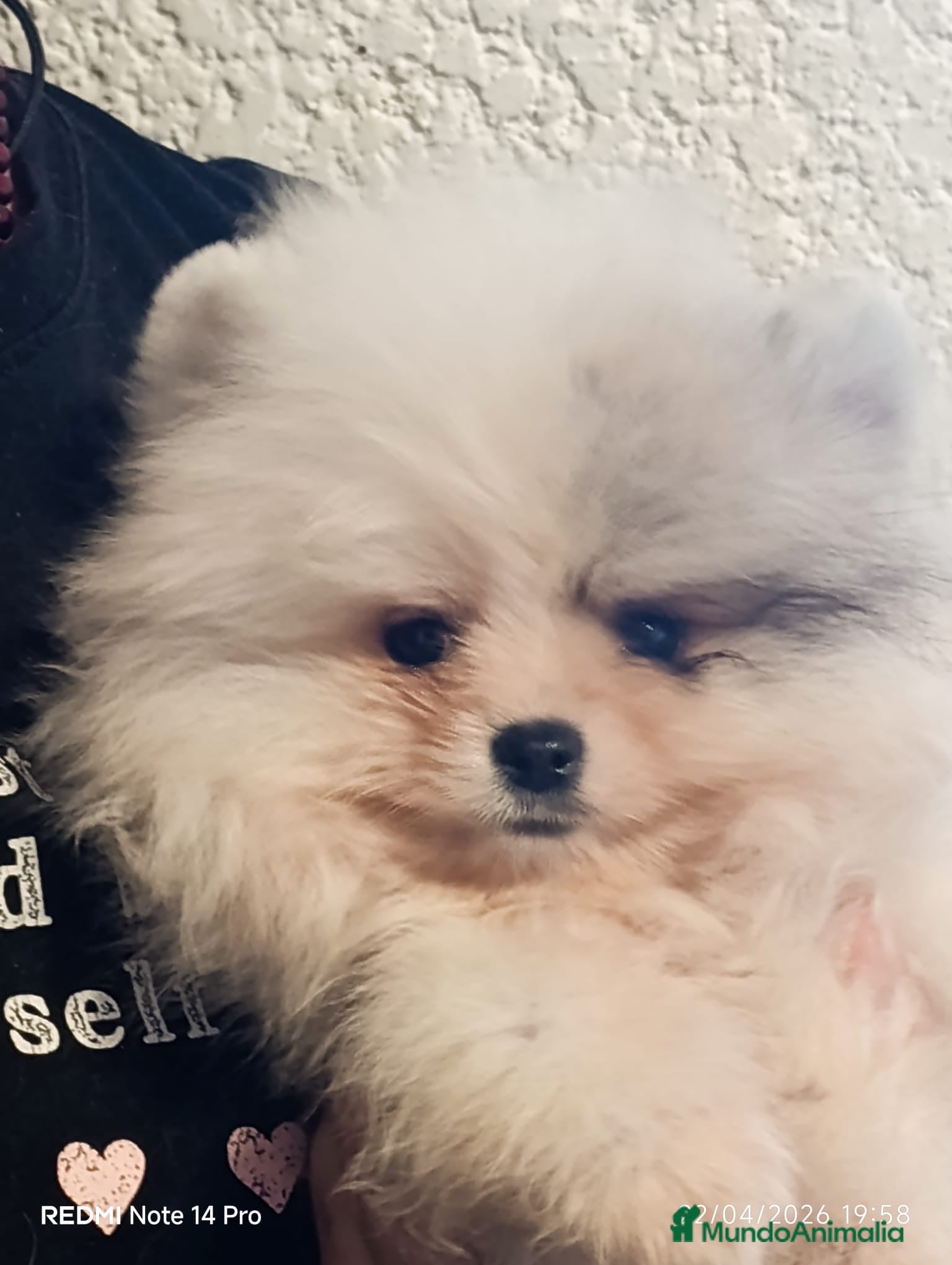 Pomerania perros Pomeranian  - Anuncio 6