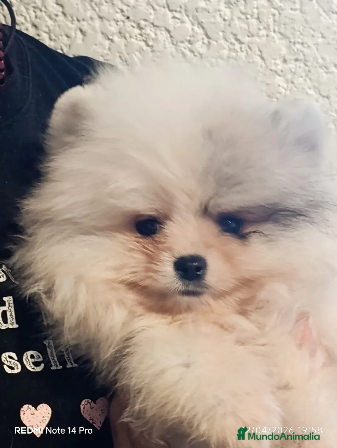 Pomerania perros en venta: Pomeranian  - Anuncio 1