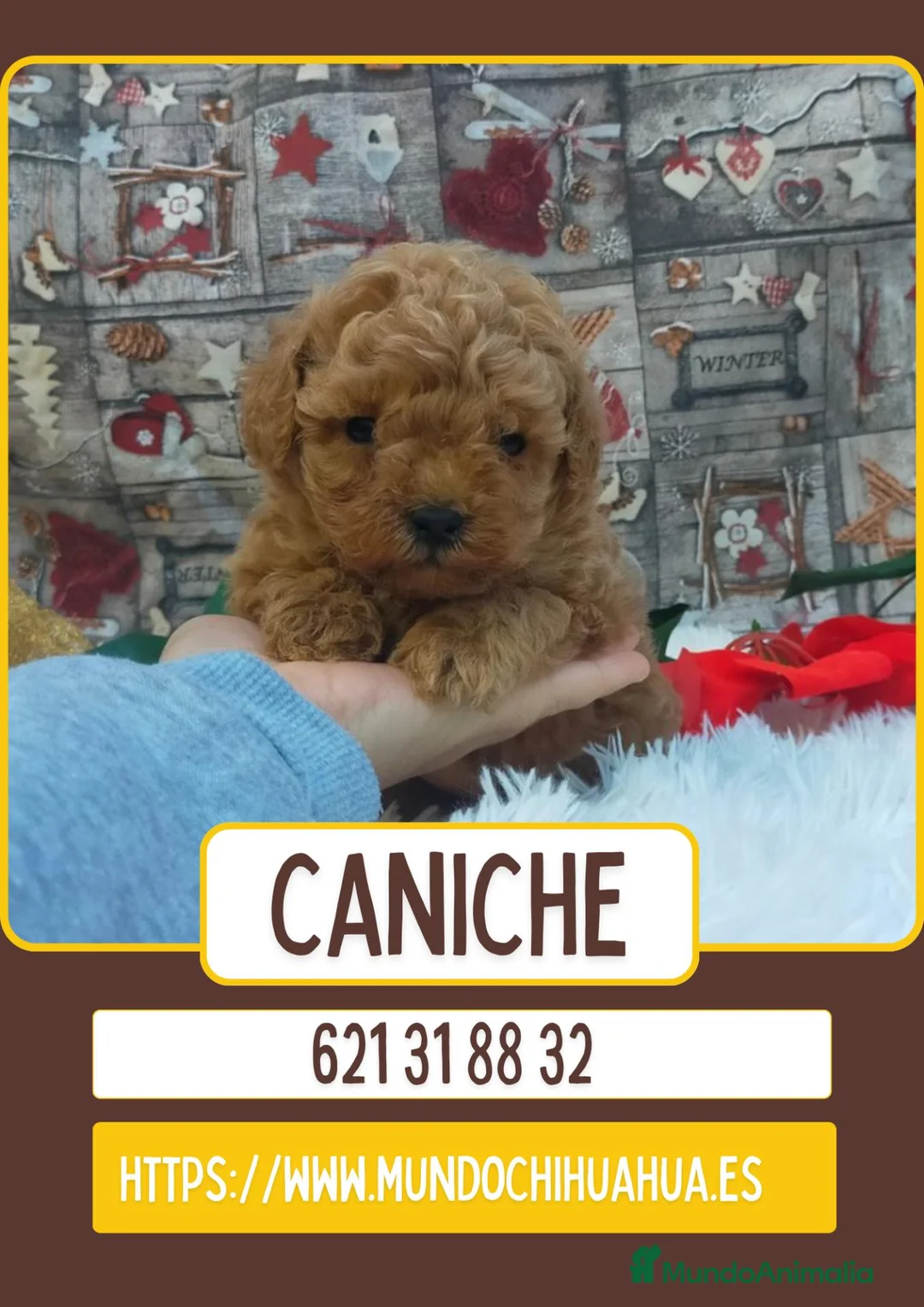 Caniche Enano perros en venta: Caniches toy rojos y apricot - Anuncio 1