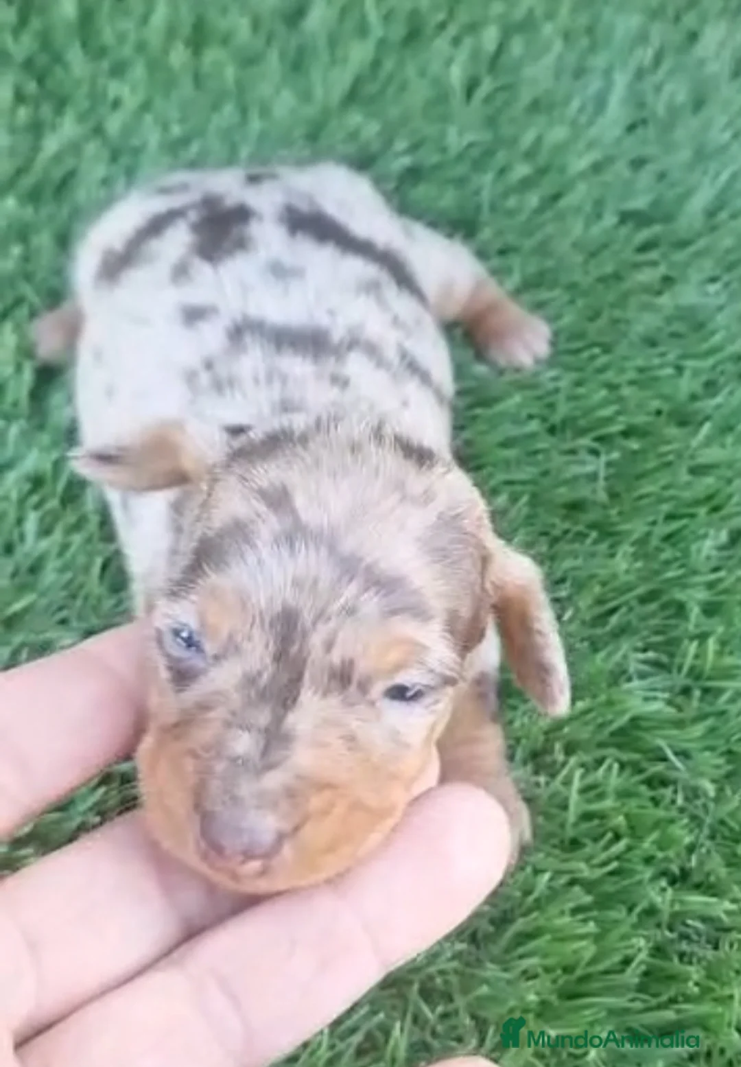 Teckel perros en venta: Teckel kanichen Hembras - Anuncio 1