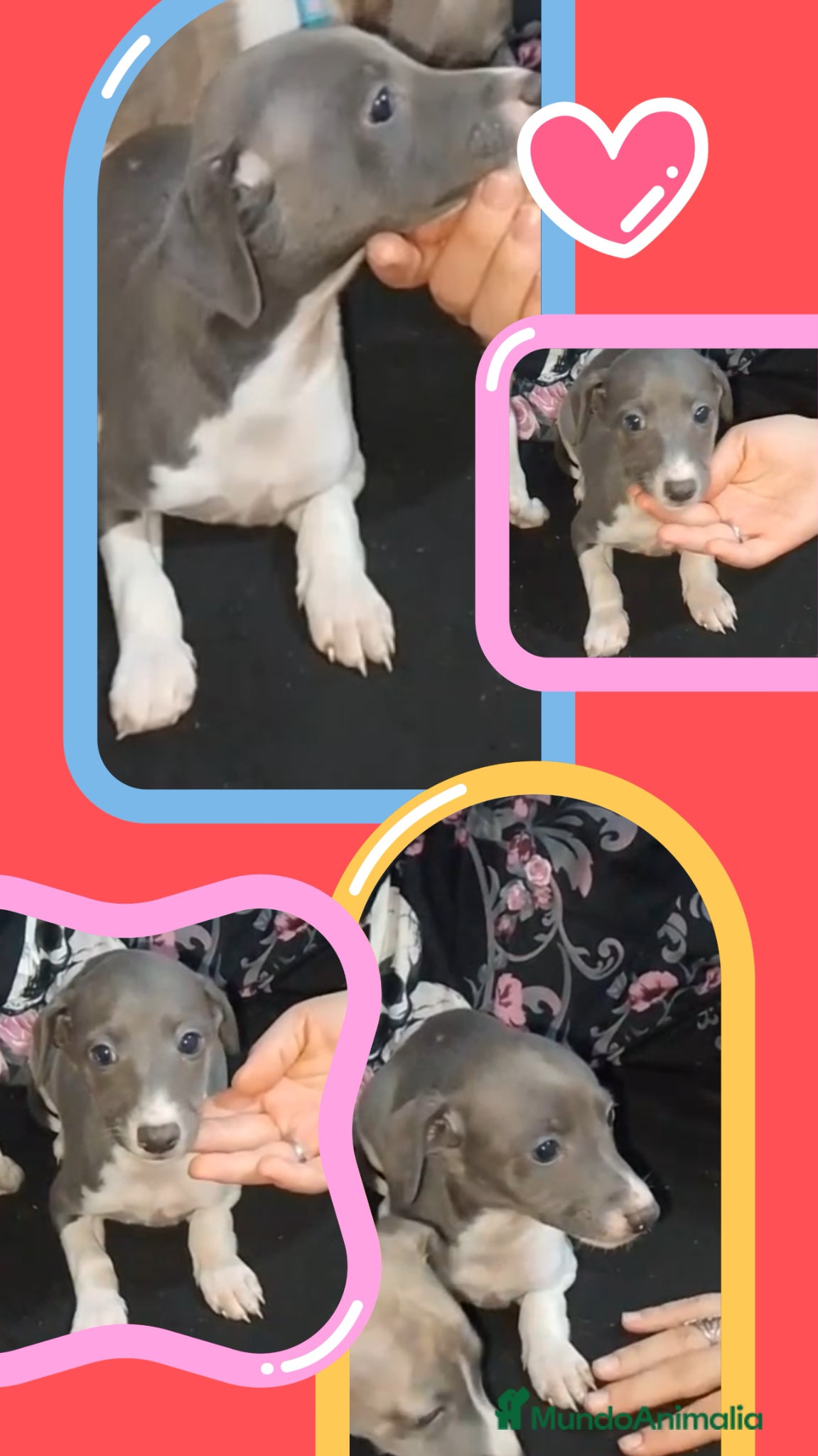 Whippet perros macho azul y blanco de (picolo italiano y whipper) - Anuncio 1