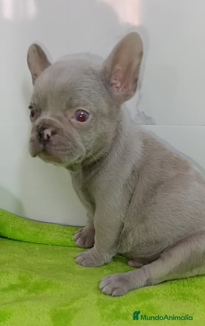 Bulldog Francés perros PRECIOSA CAMADA DE BULLDOG FRANCES  en Madrid - Anuncio 2