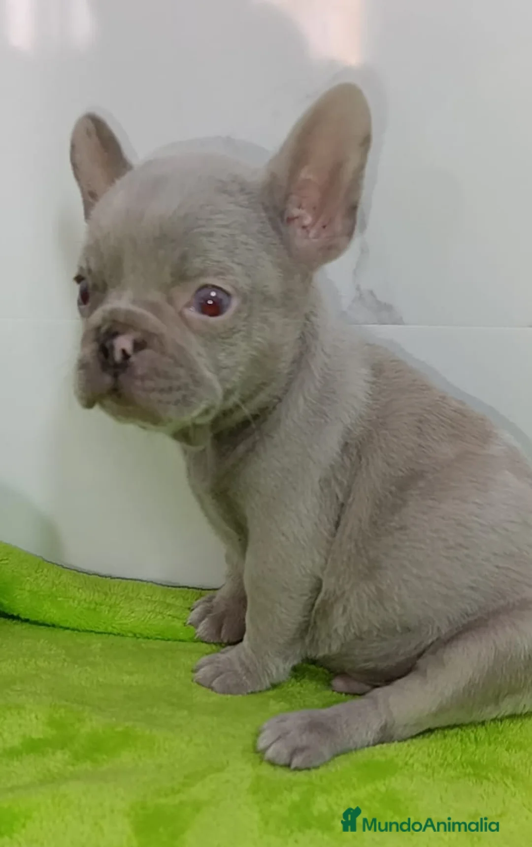 Bulldog Francés perros en venta: PRECIOSA CAMADA DE BULLDOG FRANCES  en Madrid - Anuncio 2