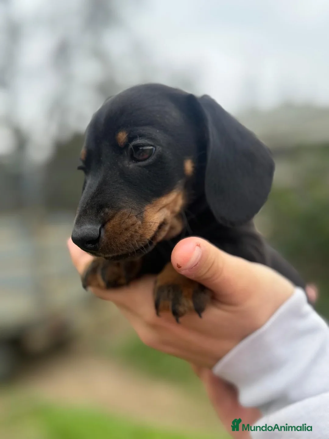 Teckel Miniatura perros en venta: TECKEL MINIATURA NEGRO FUEGO - Anuncio 1