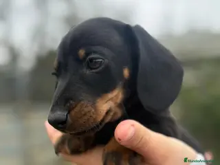 Teckel Miniatura perros Teckel negro fuego - Anuncio 1