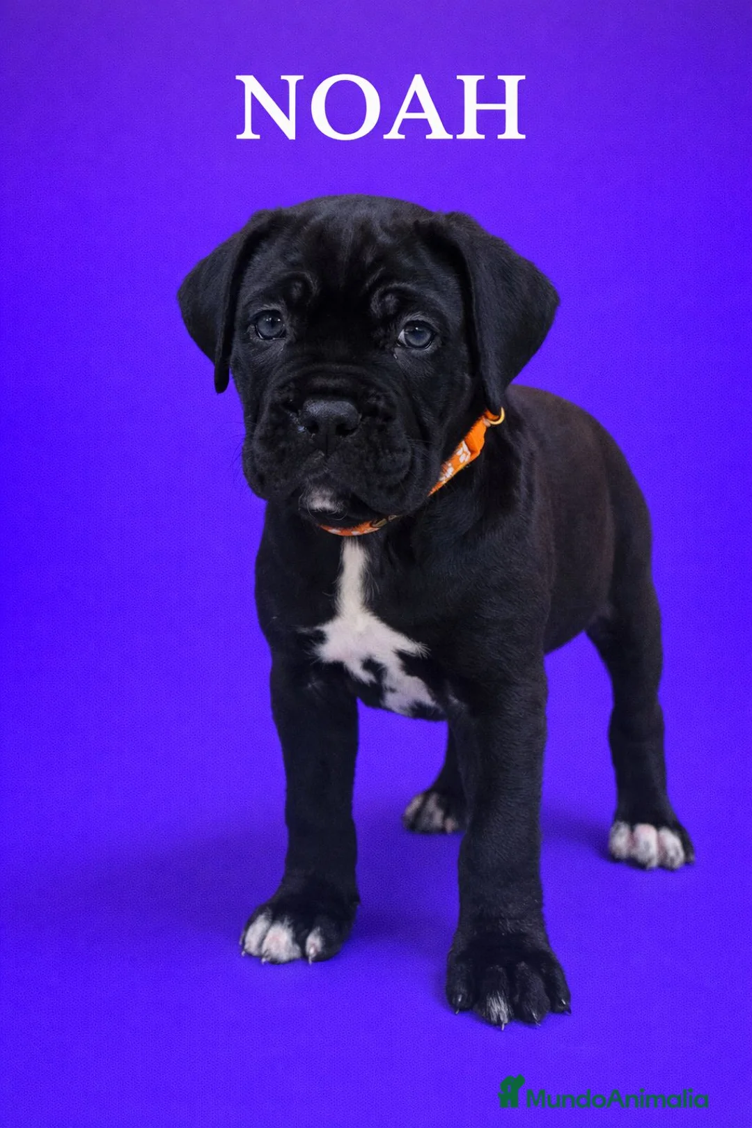 Cane Corso perros en venta: Cane corso  - Anuncio 6