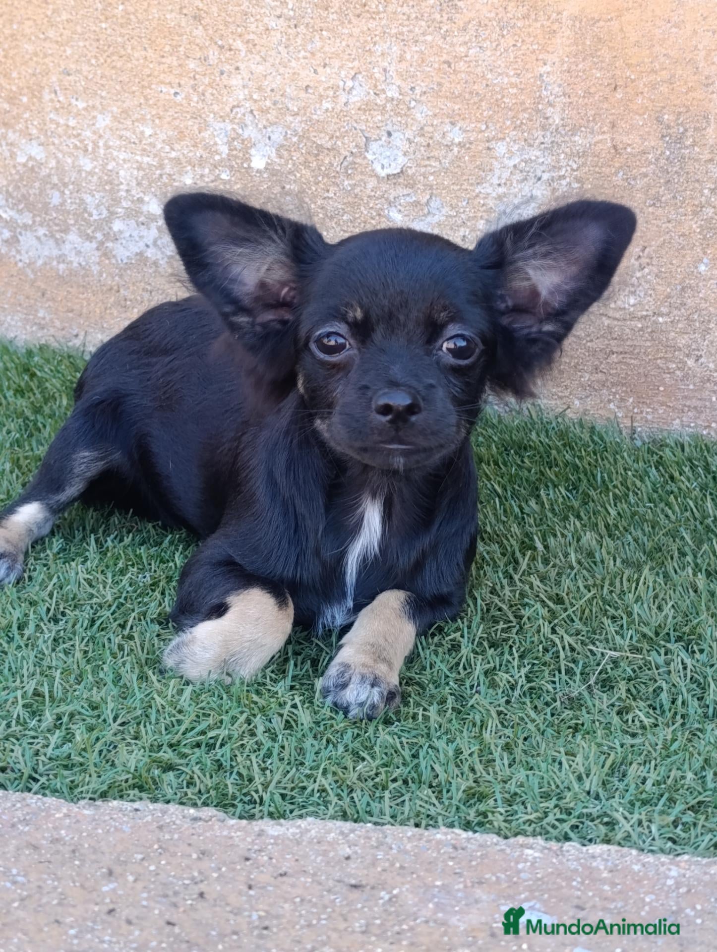Chihuahua perros cichuahua pelo largo - Anuncio 7