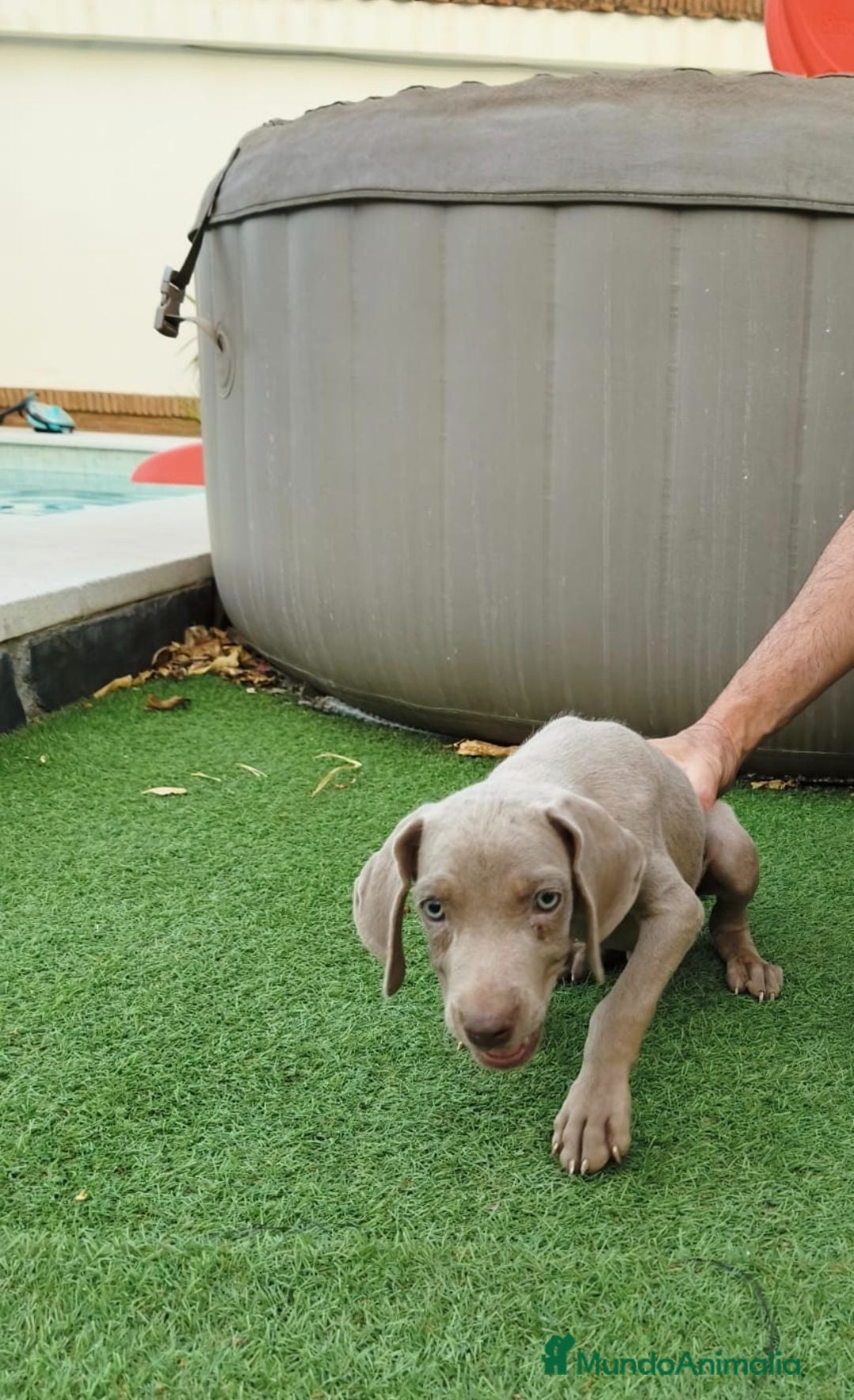 Braco de Auvernia perros Braco de weimar de máxima calidad. - Anuncio 1