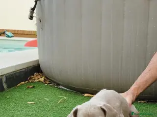 Braco de Auvernia perros Braco de weimar de máxima calidad. - Anuncio 1