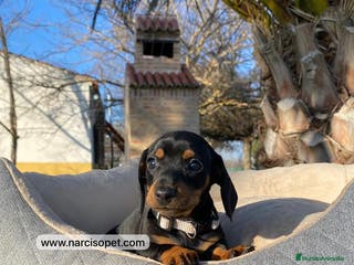 Teckel Miniatura perros PRECIOSOS TECKEL NEGRO Y FUEGO - Anuncio 16