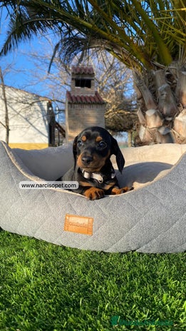 Teckel Miniatura perros PRECIOSOS TECKEL NEGRO Y FUEGO - Anuncio 13