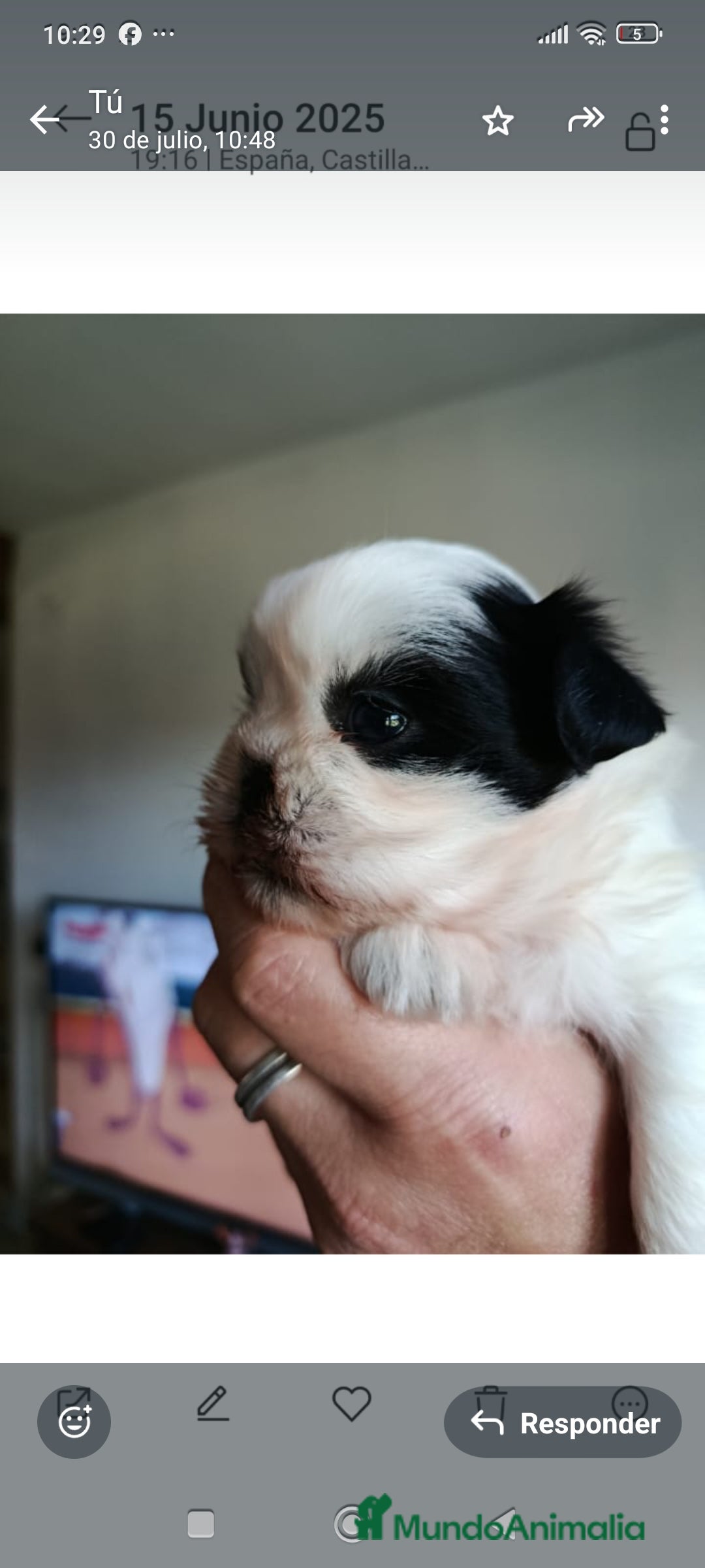Shih Tzu perros en venta: Shih tzhu - Anuncio 4