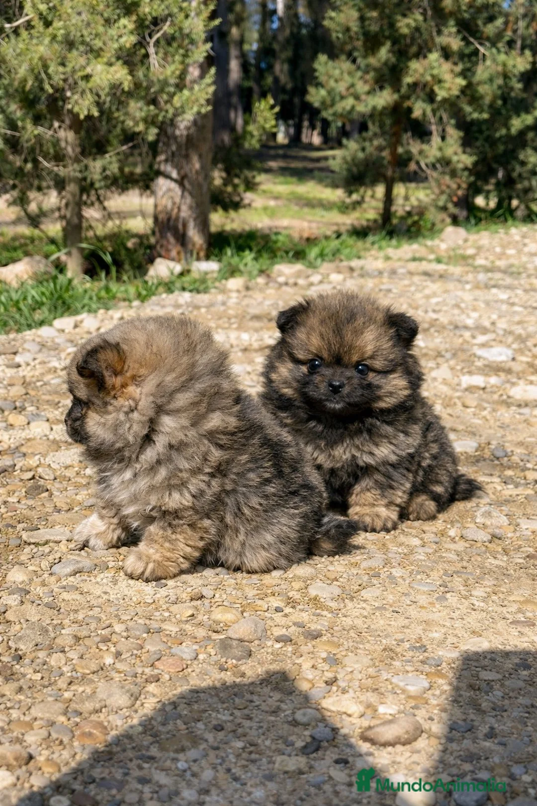 Pomerania perros en venta: Pomerania  | Carita de oso 🐶 - Anuncio 2