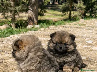 Pomerania perros Pomerania | Carita de oso 🐶 - Anuncio 14