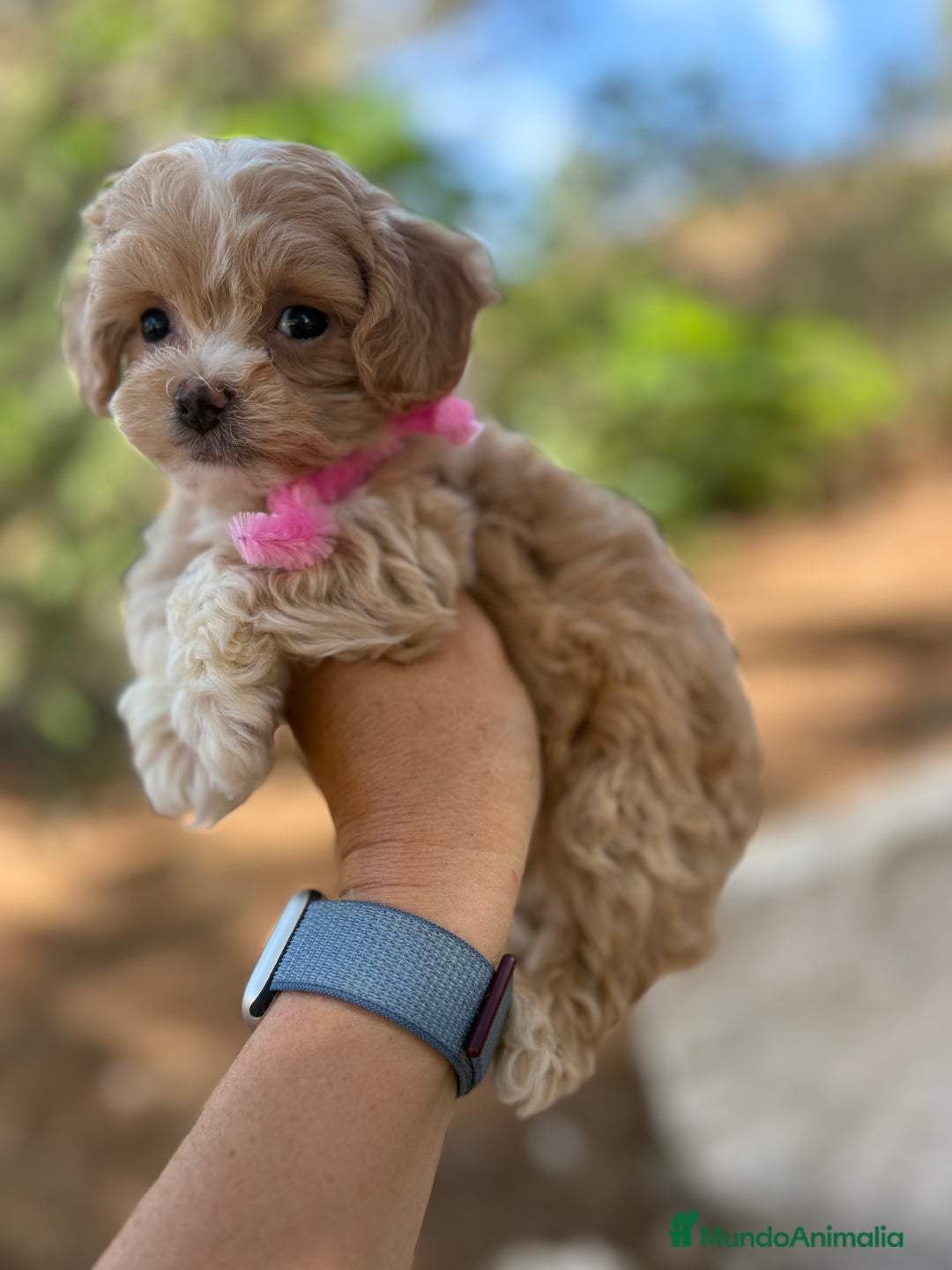 Maltipoo perros en venta: Maltipoo nuevas camadas !!! - Imagen 7