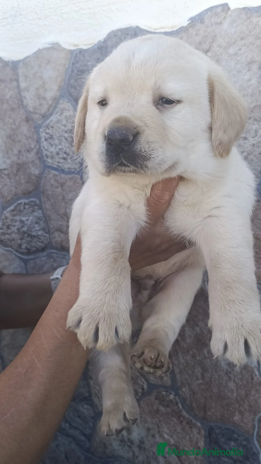Labrador Retriever perros en venta: Precioso labrador retriever dorado disponible  - Anuncio 2