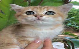 Británico de Pelo Corto gatos en venta: BRITISH GOLDEN TABBY CHINCHILLA HEMBRA - Imagen 3