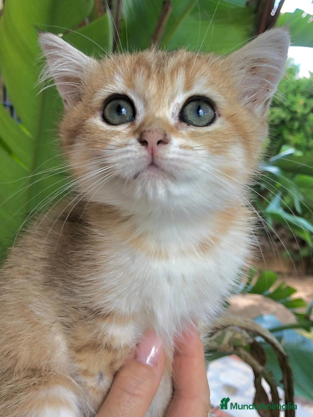 Británico de Pelo Corto gatos en venta: BRITISH GOLDEN TABBY CHINCHILLA HEMBRA - Imagen 3