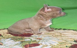 Chihuahua perros en venta: MACHO TOY EXCLUSIVO LILAC LINEA RUSA - Imagen 4