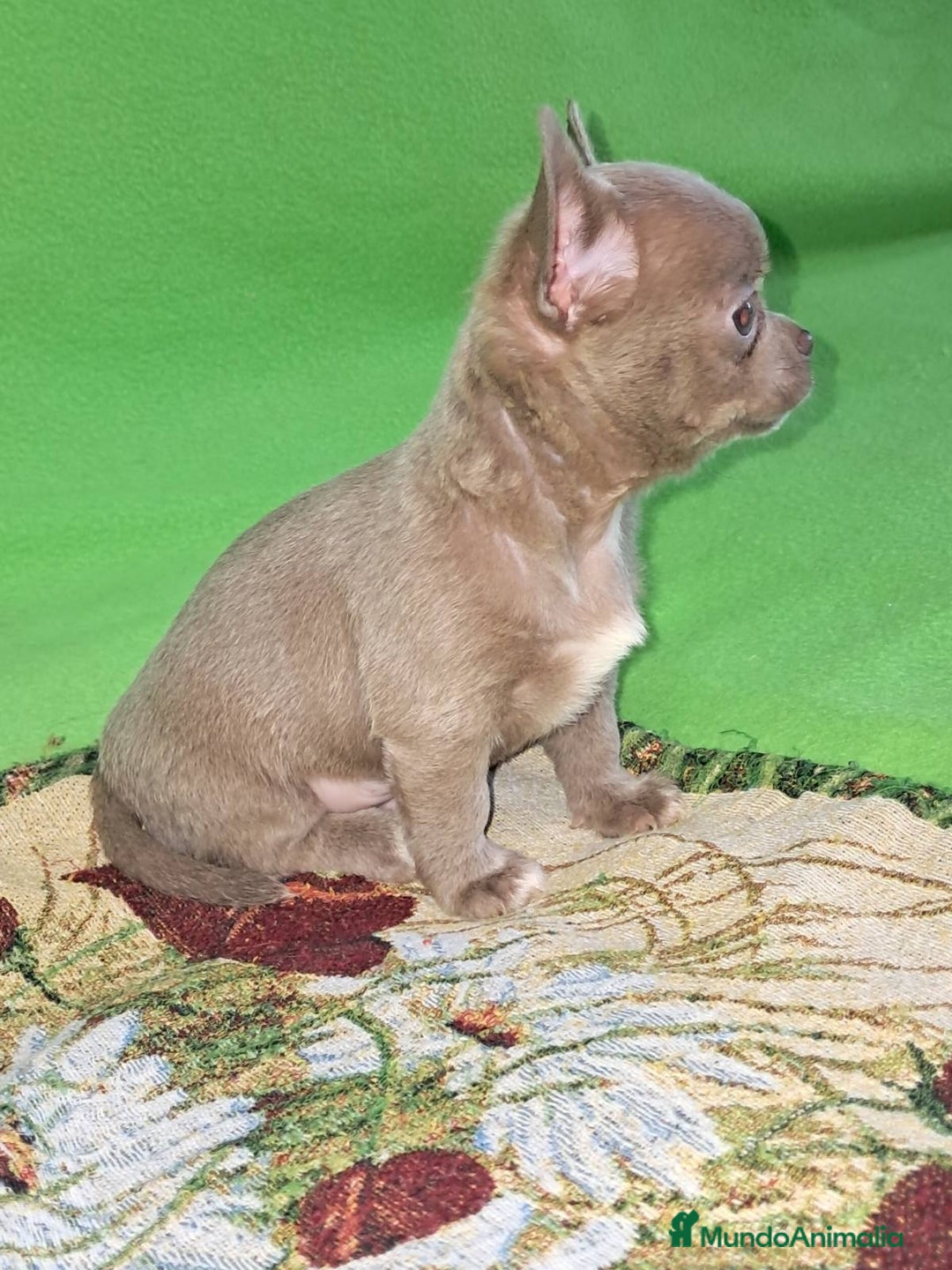 Chihuahua perros en venta: MACHO TOY EXCLUSIVO LILAC LINEA RUSA - Imagen 4