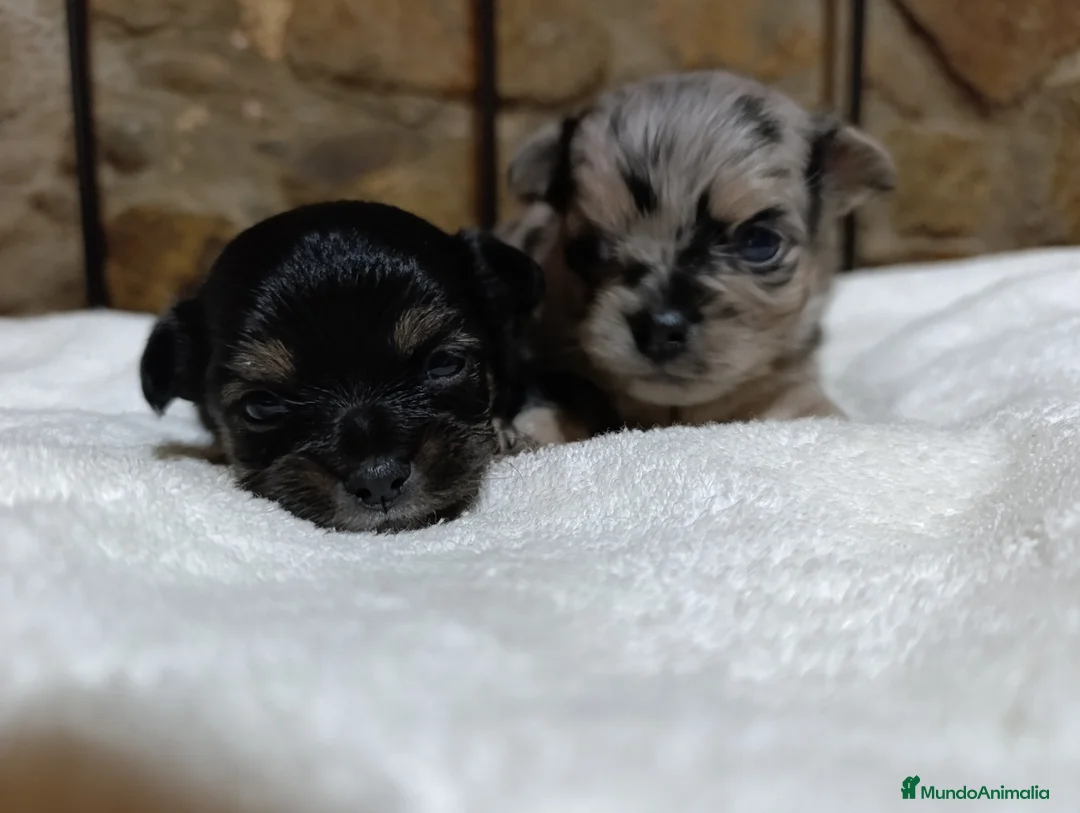 Chihuahua perros en venta: chihuahua pelo largo - Anuncio 1