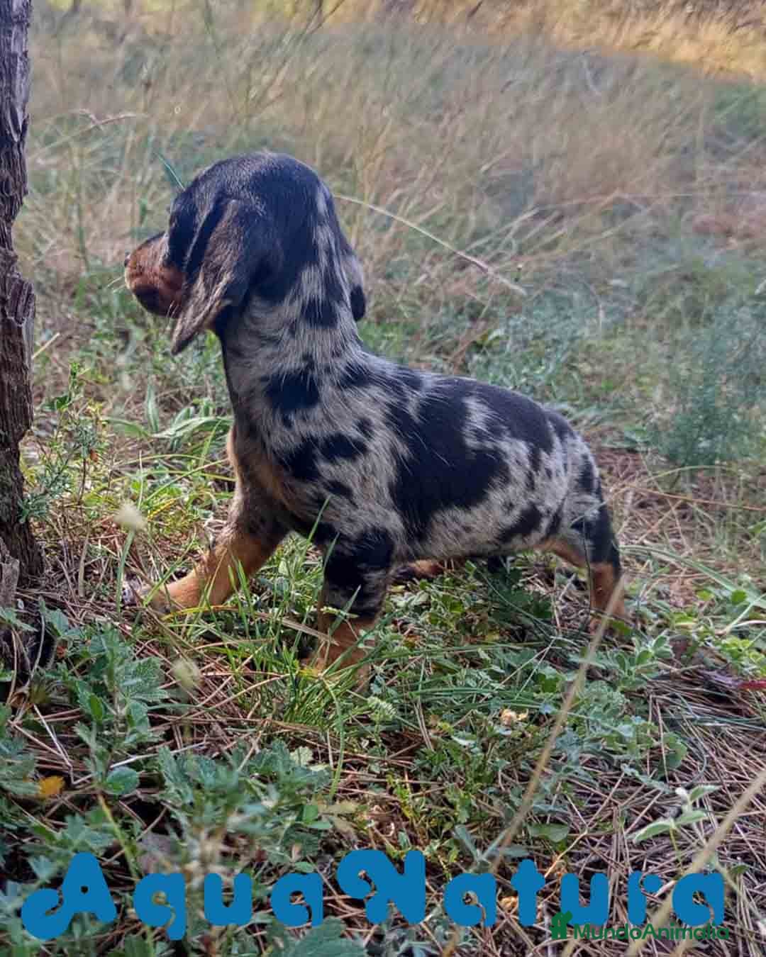 Teckel Miniatura perros en venta: Teckel Hembra de Tiana y Tilo 4486 AQUANATURA - Imagen 5