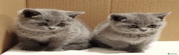Británico de Pelo Corto gatos en venta: British Shorthair Preciosas - Anuncio 3