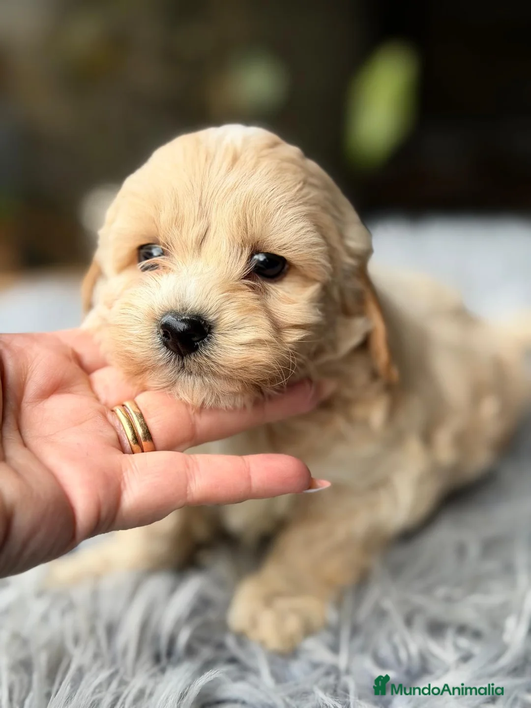 Maltipoo perros en venta: MALTIPOO TOY - Anuncio 4