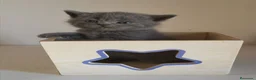 Británico de Pelo Corto Azul gatos en venta: Gato British Shorthair blue - Anuncio 4