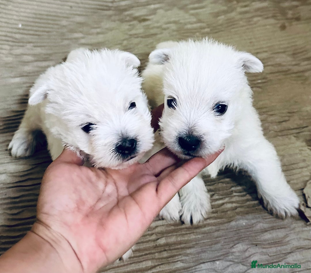 West Highland White Terrier perros en venta: WEST HISTLAND TERRIER - Imagen 6