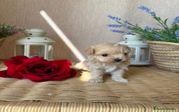 Maltipoo perros en venta: Maltipoo tacita de té !!! - Imagen 4