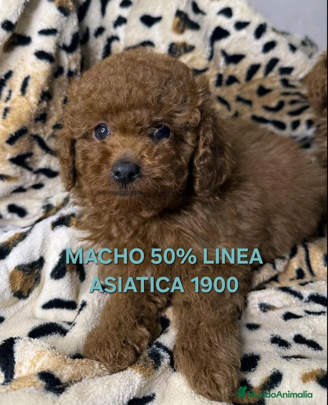 Caniche Toy perros en venta: Cachorros caniche toy - Anuncio 6