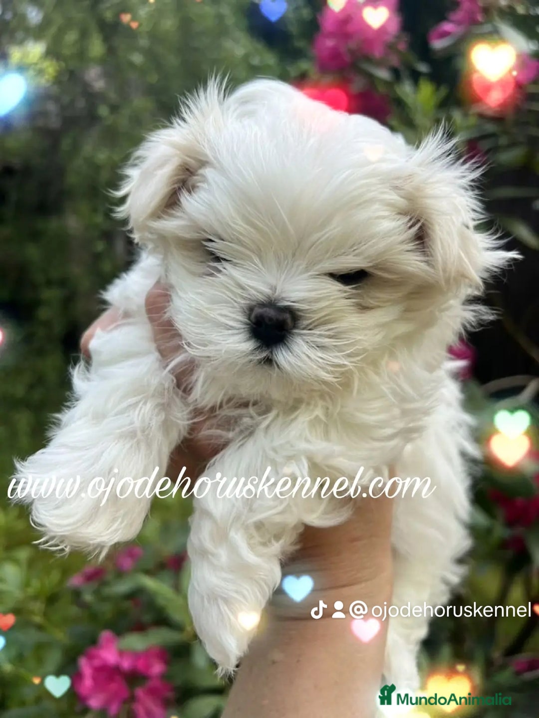 Bichón Maltés perros en venta: Maltés coreano 🐾💙 - Imagen 2