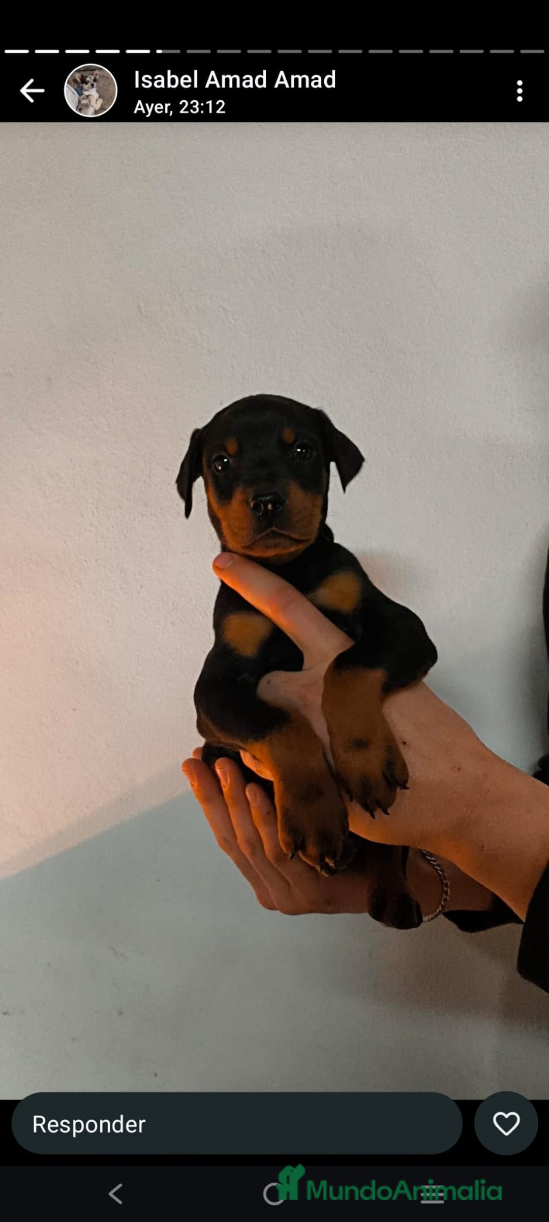 Dobermann perros en venta: Doberman  - Anuncio 5