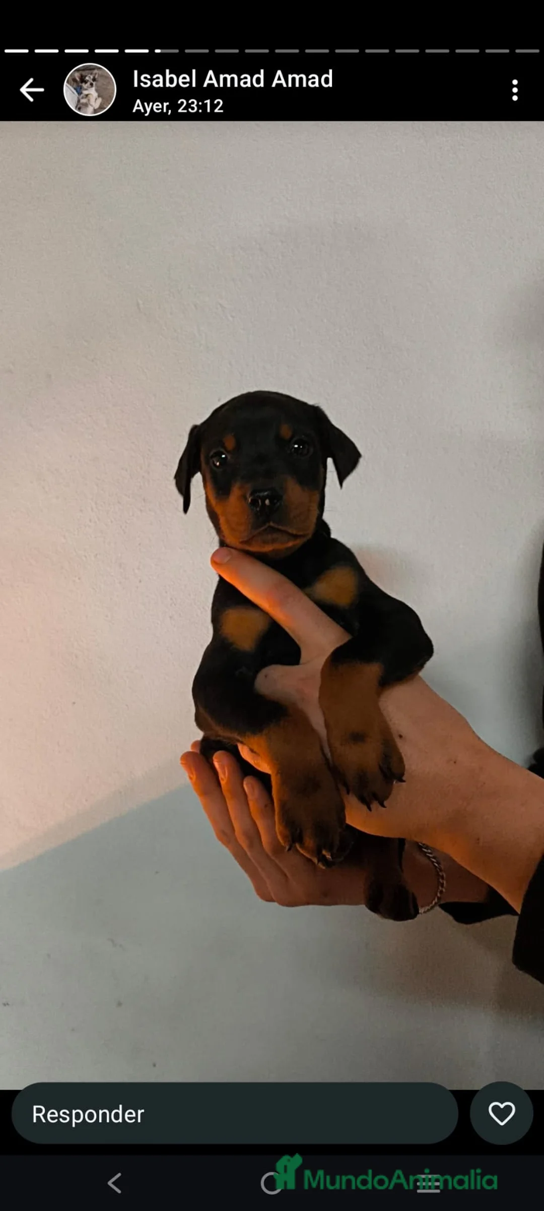 Dobermann perros en venta: Doberman  - Anuncio 5