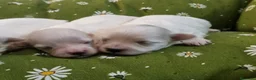Bichón Maltés perros en venta: Bichón Maltés - Anuncio 6