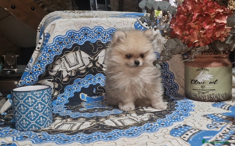 Pomerania perros - Anuncio 3
