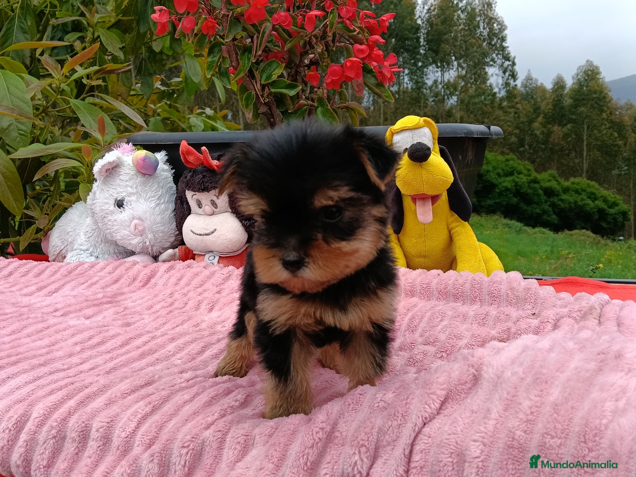 Yorkshire Terrier perros Yorkshire hembra - Anuncio 6