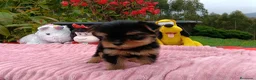 Yorkshire Terrier perros en venta: Yorkshire hembra - Anuncio 1