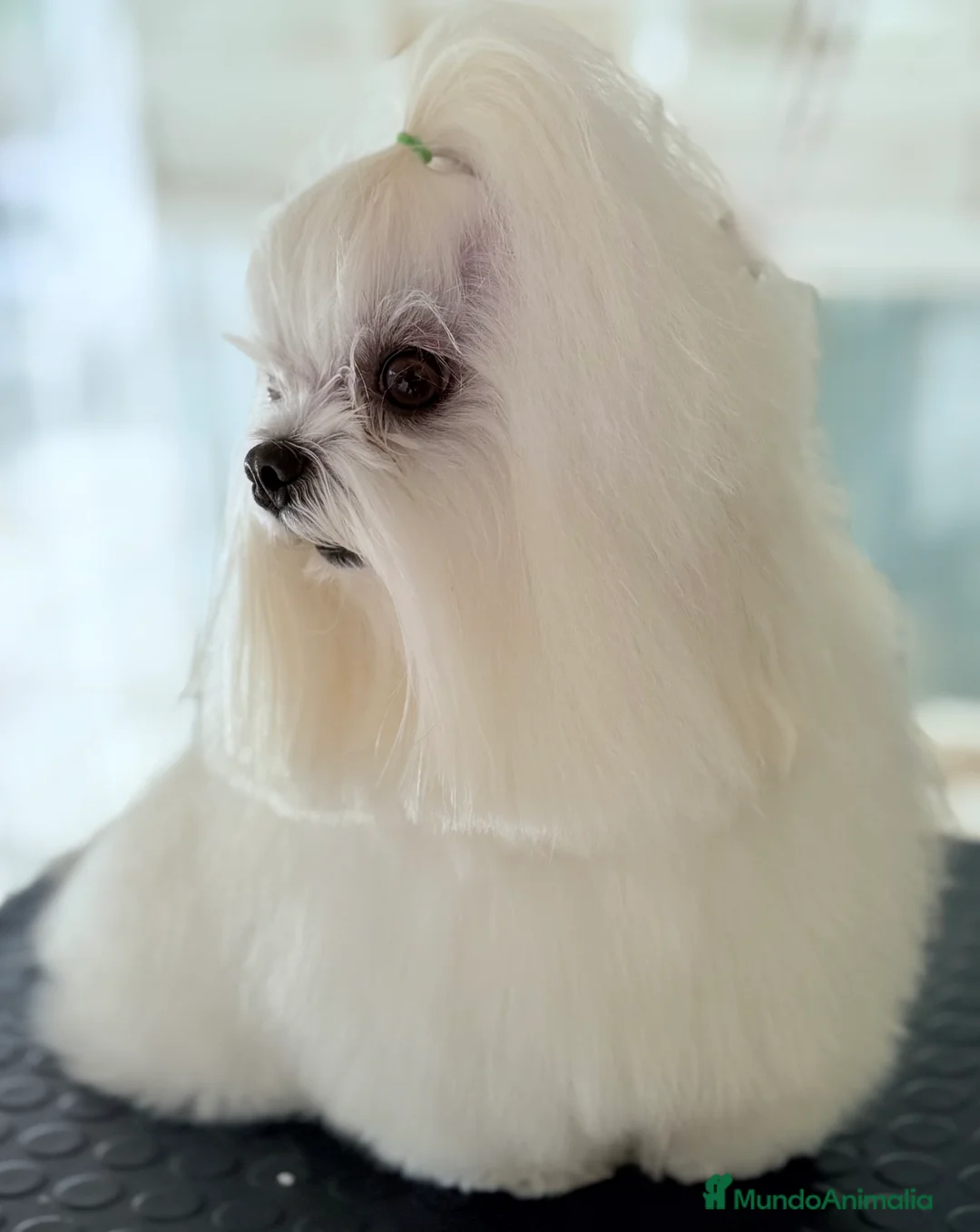 Bichón Maltés perros en venta: CACHORROS BICHON MALTÉS - Anuncio 3