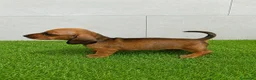 Teckel Miniatura perros en venta: Teckel Kaninchen varios colores - Anuncio 5