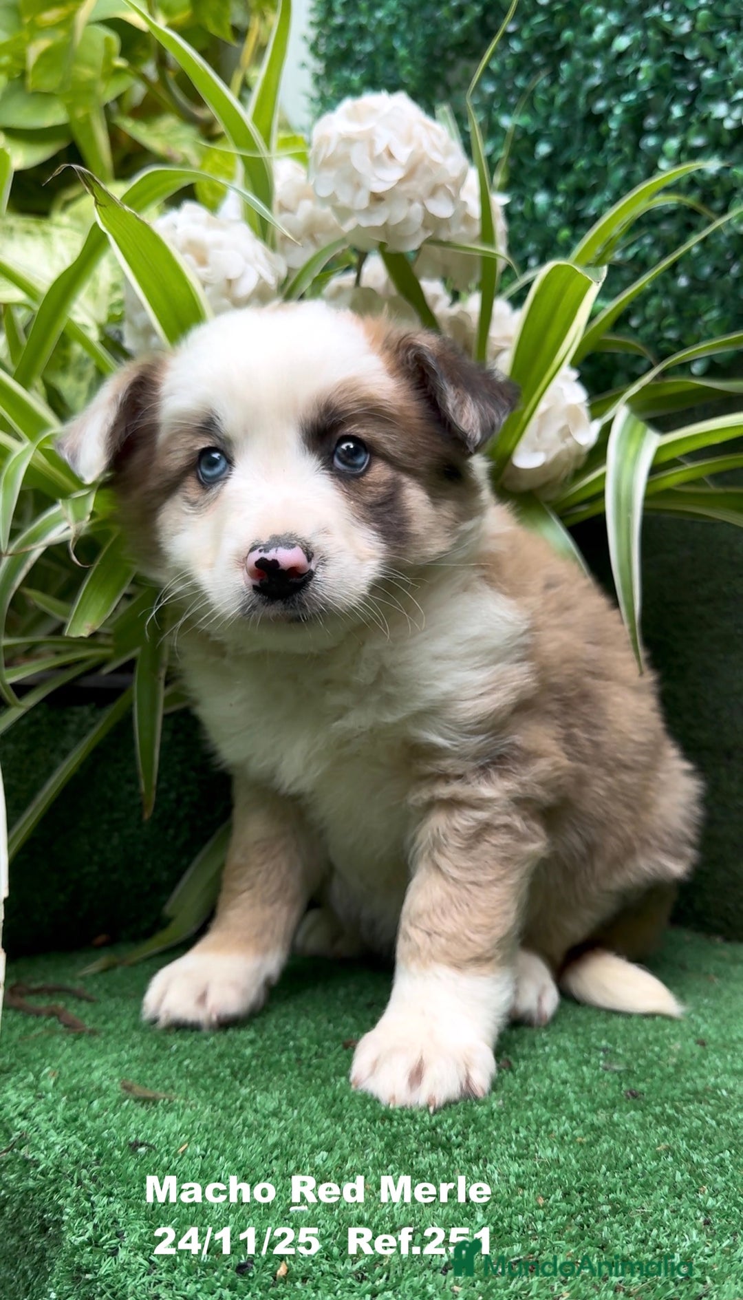 Border Collie perros en venta: BORDER COLLIE red merle - Anuncio 12