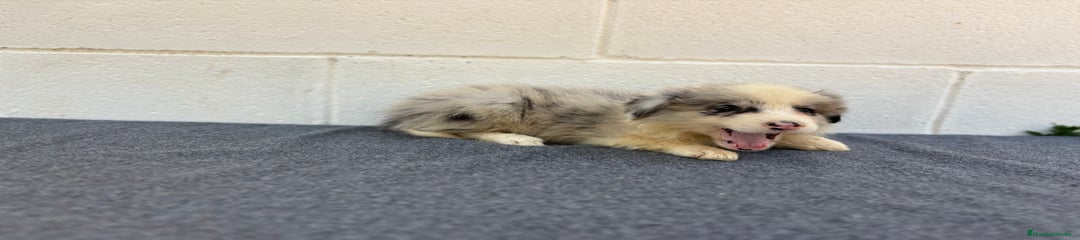 Hembra blue merle