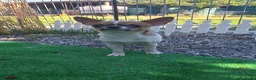 Chihuahua perros en venta: CHIHUAHUA - Anuncio 1