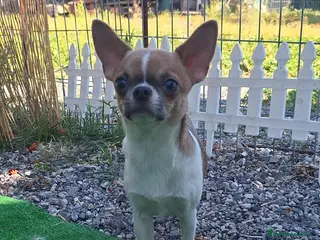 Chihuahua perros CHIHUAHUA - Anuncio 2