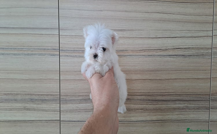 Bichón Maltés perros - Anuncio 5