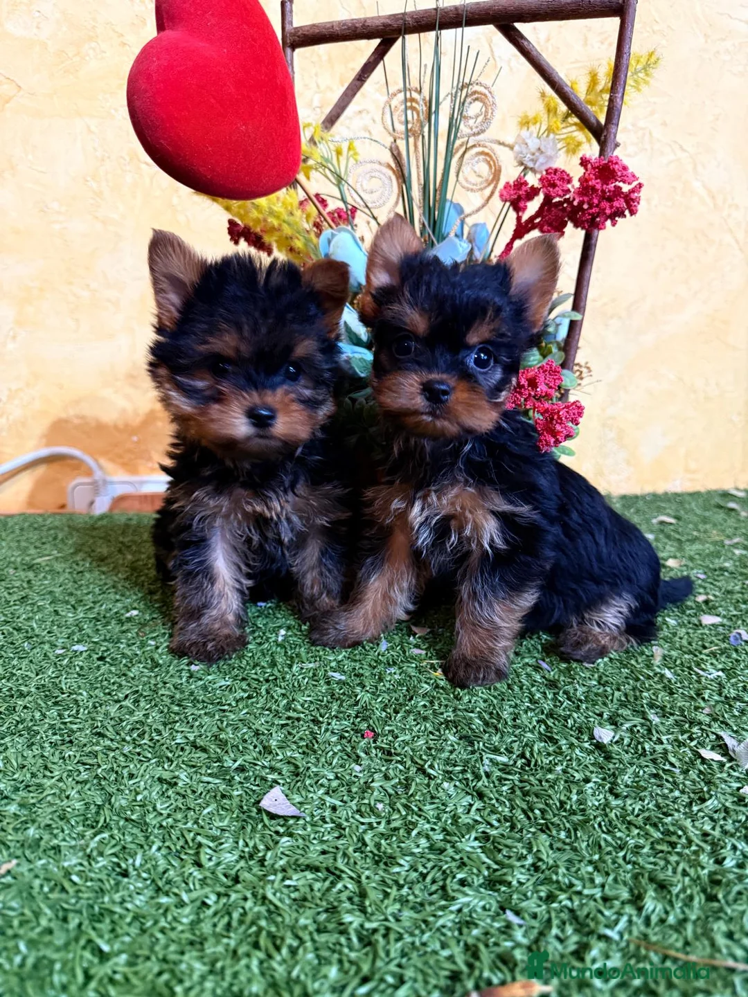 Yorkshire Terrier perros en venta: Yorkshire toy en Madrid - Anuncio 3