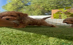 Caniche Toy perros en venta: CANICHE TOY MACHOS - Imagen 2